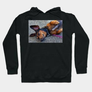 lazy dog Hoodie